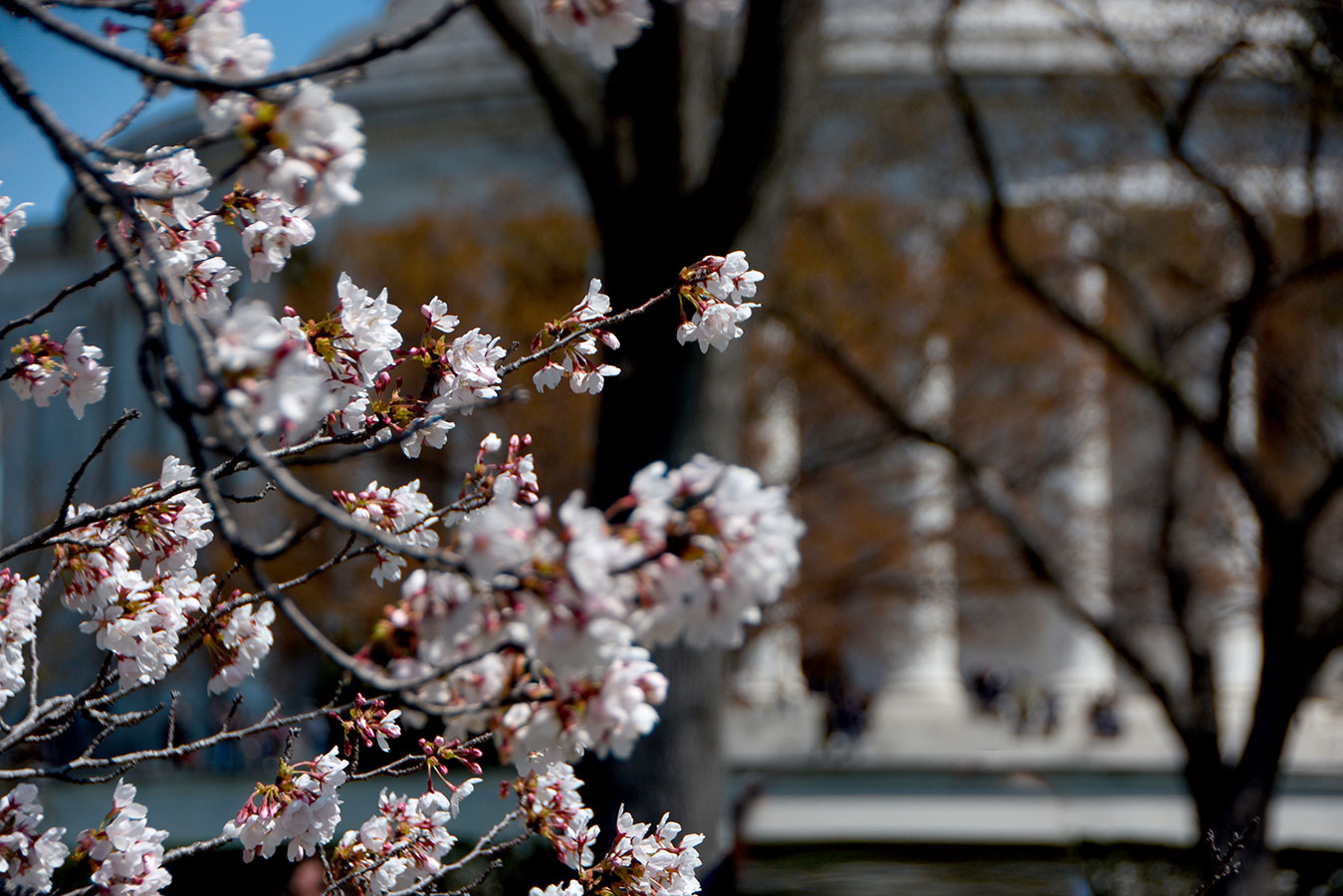 cherry blossoms