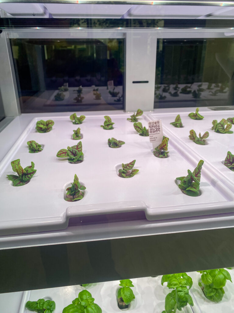 Close up of microgreens in hydroponic garden